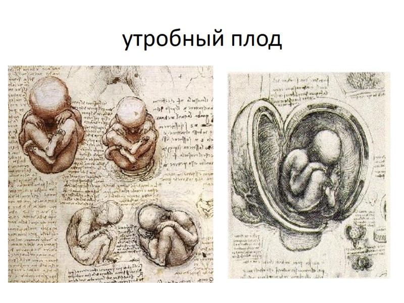 утробный плод